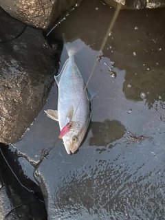 ショゴの釣果