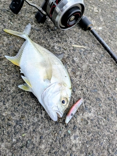 メッキの釣果