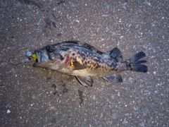 ソイの釣果