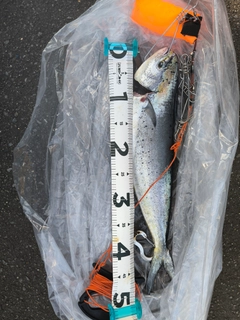 シイラの釣果