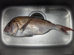 タイの釣果