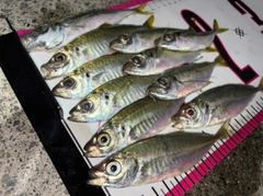 アジの釣果