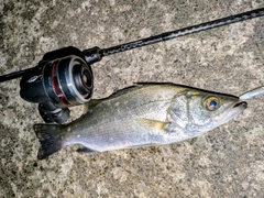 セイゴ（ヒラスズキ）の釣果