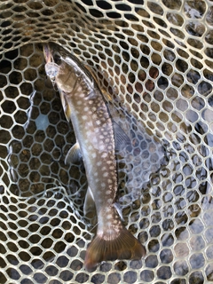 アメマスの釣果