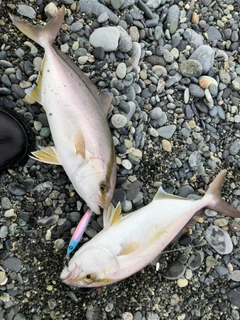 ショゴの釣果