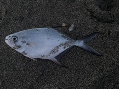 コバンアジの釣果
