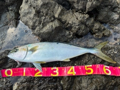 ヒラマサの釣果