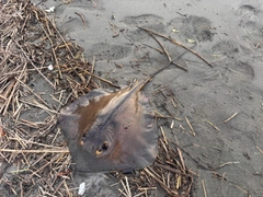 アカエイの釣果