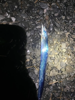 タチウオの釣果
