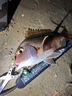 マダイの釣果