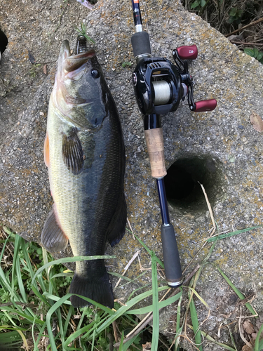 ブラックバスの釣果