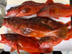 アカハタの釣果