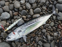 ソウダガツオの釣果