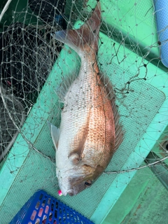 マダイの釣果