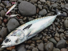 ソウダガツオの釣果