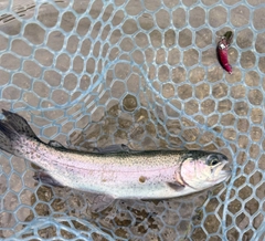ニジマスの釣果