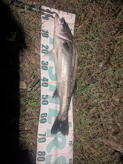 スズキの釣果