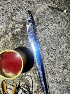 タチウオの釣果