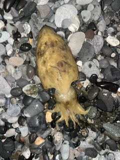 コウイカの釣果