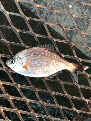 ウミタナゴの釣果