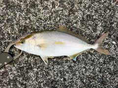 ネリゴの釣果