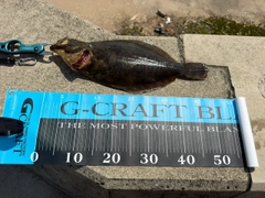 ヒラメの釣果