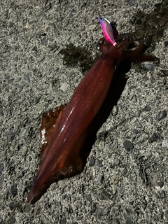 ケンサキイカの釣果