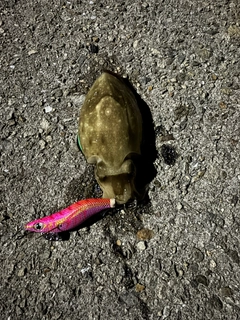 コウイカの釣果