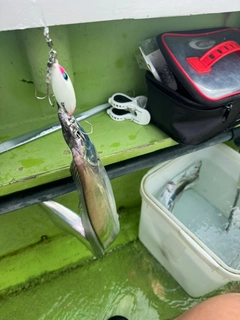タチウオの釣果