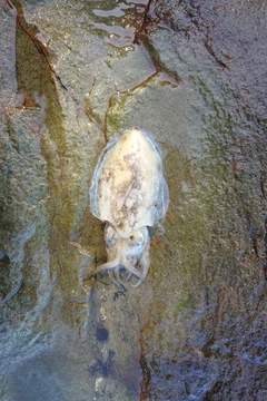 モンゴウイカの釣果
