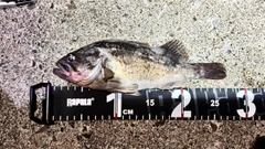 クロソイの釣果