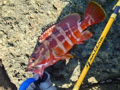 アカハタの釣果