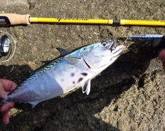 スマガツオの釣果