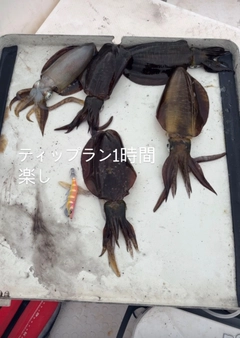 アオリイカの釣果
