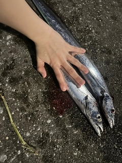 タチウオの釣果