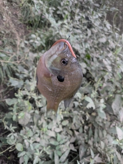 ブルーギルの釣果