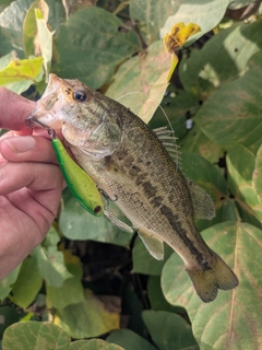 ラージマウスバスの釣果