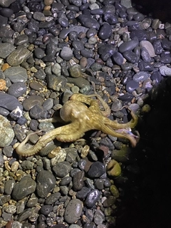 タコの釣果