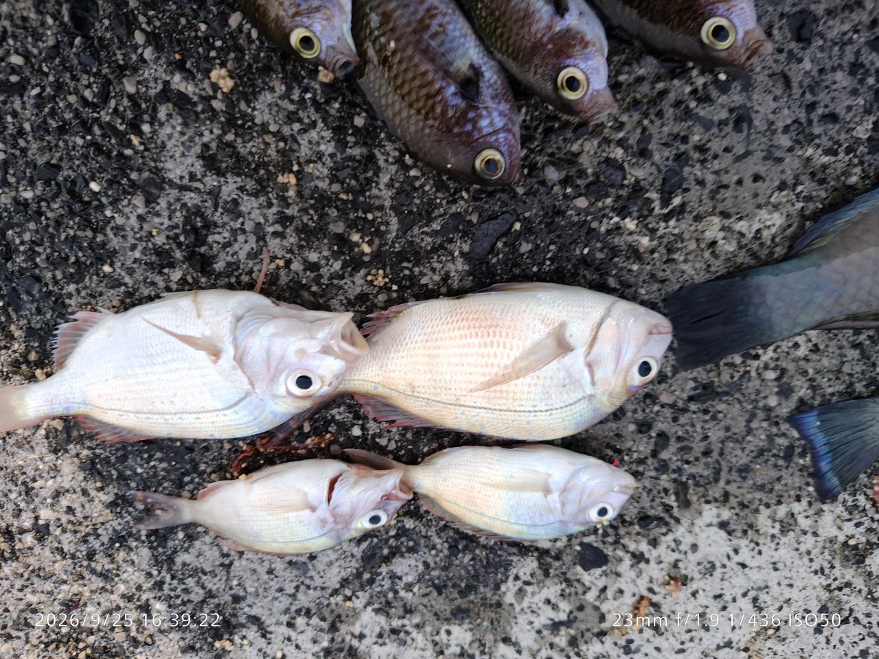 北の小魚釣り師 さんの 2026年09月25日のタイの釣り・釣果情報(山口県
