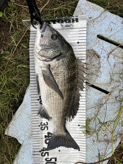 クロダイの釣果