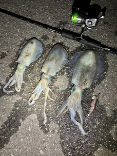 アオリイカの釣果