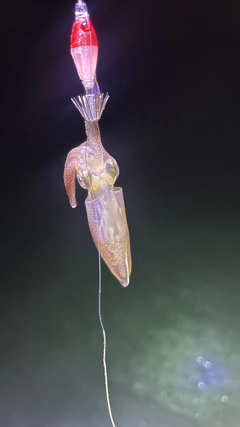マメイカの釣果