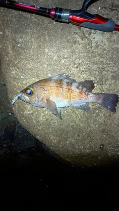 メバルの釣果