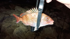 チャリコの釣果