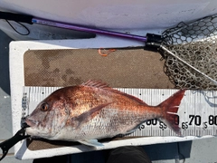 マダイの釣果