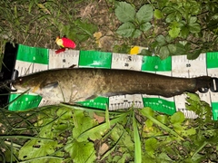 ナマズの釣果