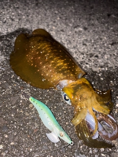 アオリイカの釣果