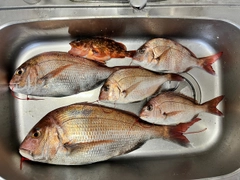 マダイの釣果