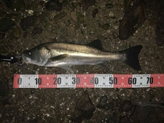 シーバスの釣果