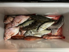 マダイの釣果